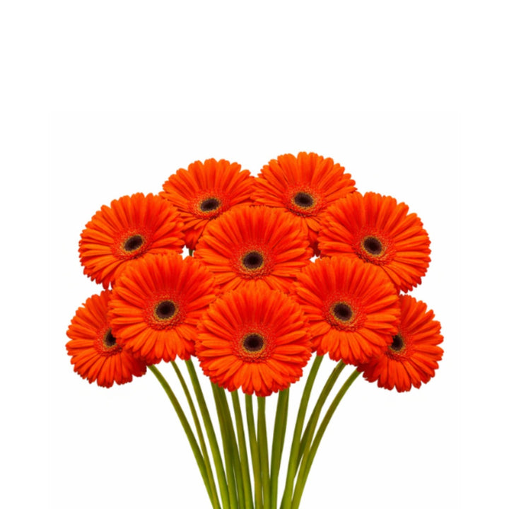 Bright orange Gerbera flowers from Flowranow, Marinilla Orange, arranged in a bouquet of 10 stems for vibrant floral decor.