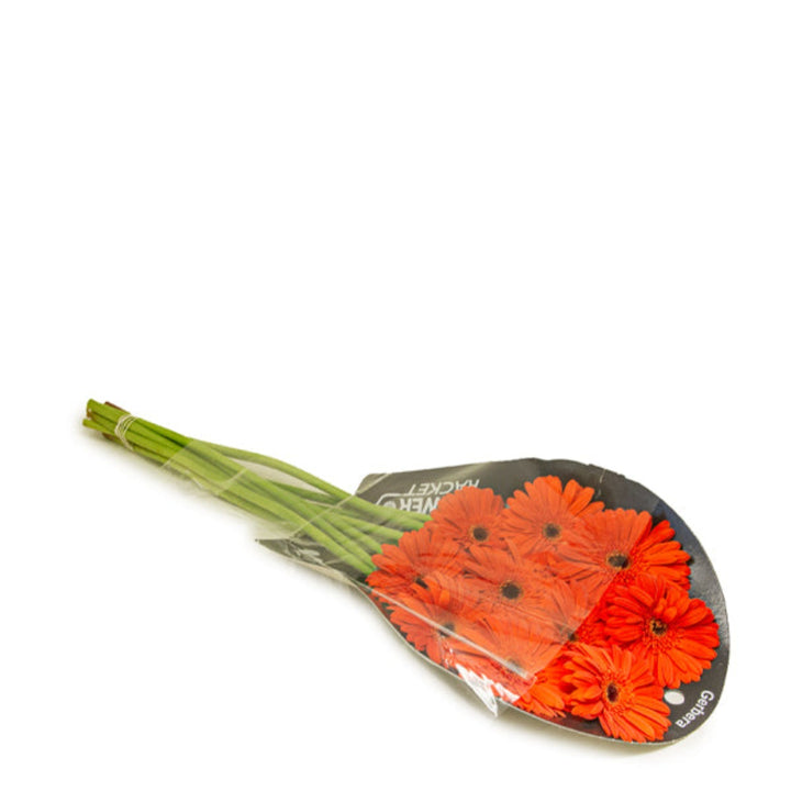 Bright orange Gerbera flowers from Flowranow, Marinilla Orange, arranged in 10 fresh flower stems.