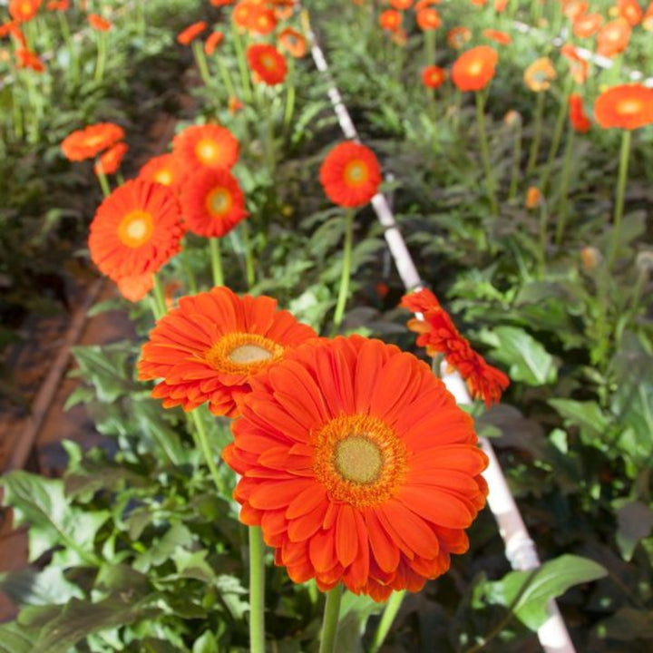 Orange Gerbera daisies from Flowranow with 10 stems, showcasing vibrant, fresh flowers in a natural bouquet arrangement.