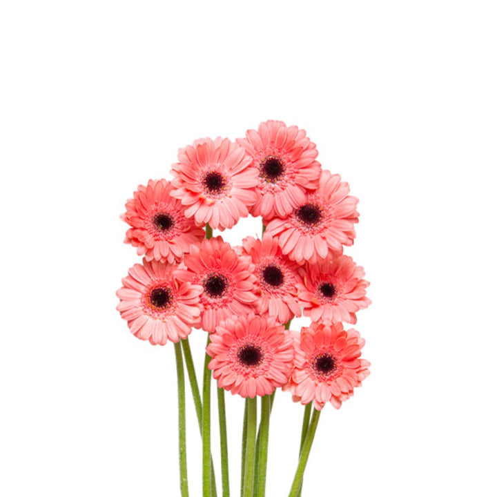 Mini Vidal Gerbera flowers from Flowranow, showing 10 bright, colorful flower stems arranged together for fresh floral display.