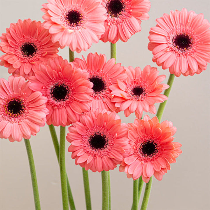 Mini Vidal Gerbera flowers from Flowranow, 10 fresh colorful flower stems arranged in a bouquet.