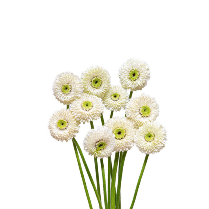 Fresh Gerbera Mona flowers in a bouquet, featuring vibrant blooms on long stems, arranged by Flowranow.