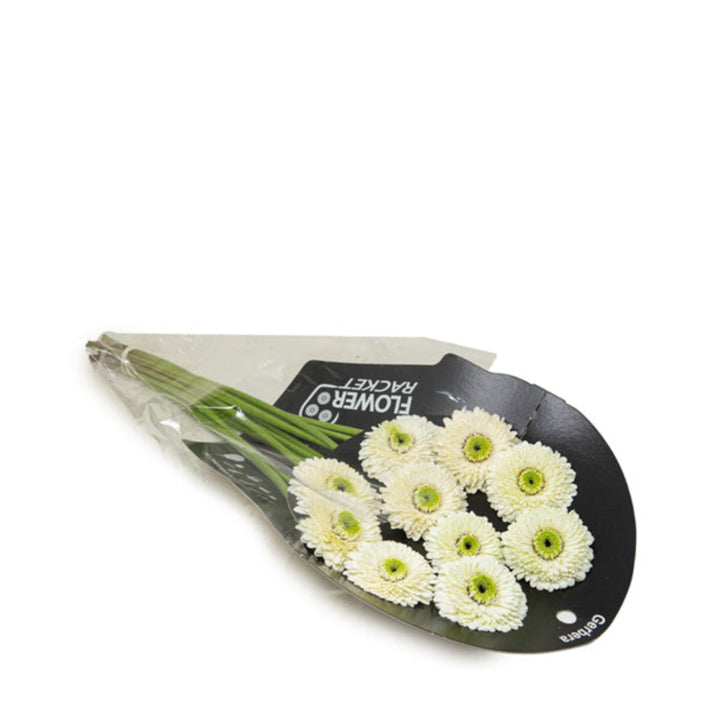 Bouquet of 10 bright orange Gerbera Mona flowers from Flowranow, arranged in a natural display.