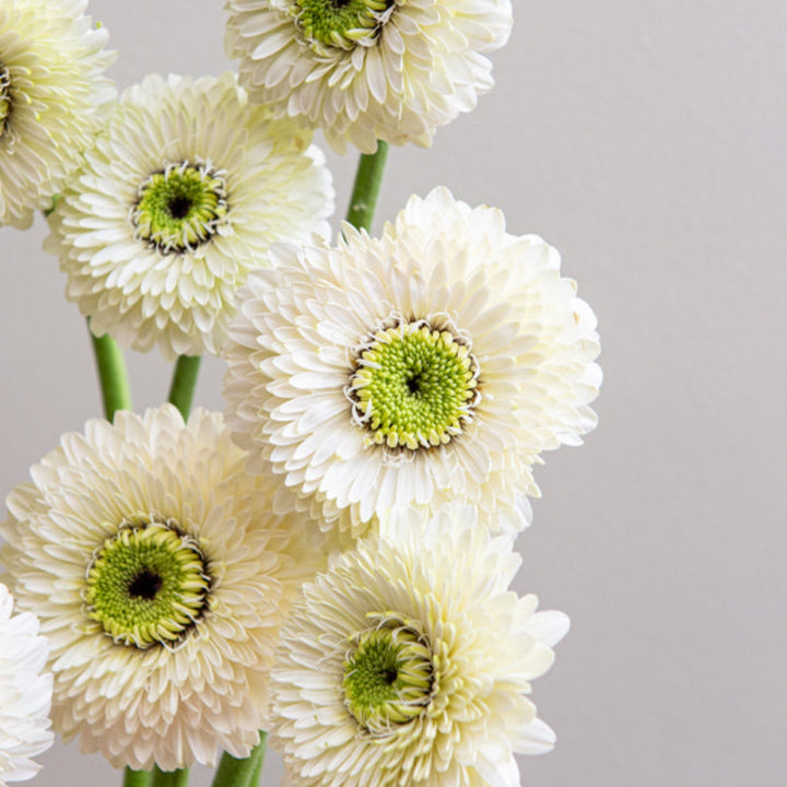 Bouquet of 10 vibrant Mona Gerbera flowers in a natural arrangement, showcasing bright petals and green stems.