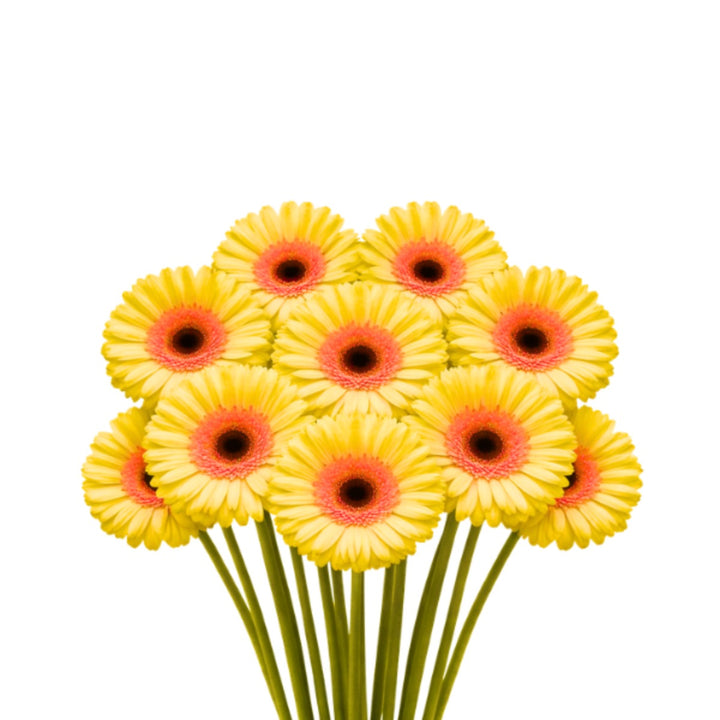 Yellow Gerbera flowers from Flowranow, 10 stems of Novelty Febe variety, arranged in a vibrant bouquet.