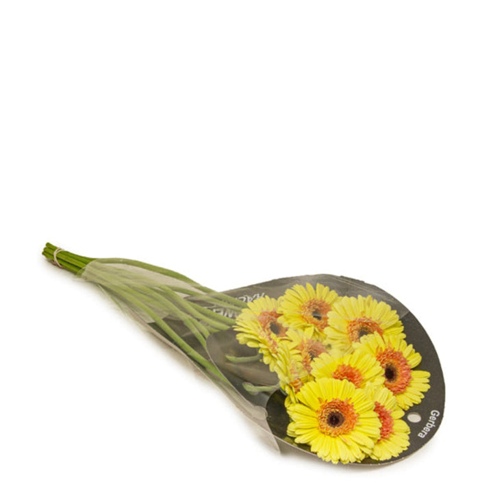 Yellow Gerbera flowers from Flowranow, showing 10 vibrant Febe novelty blooms with bright yellow petals and green stems.