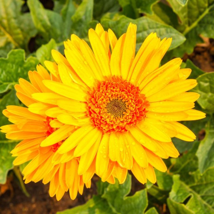 Bright yellow Gerbera flowers from Flowranow, 10 stems of Novelty Febe yellow flowers arranged in a bouquet.