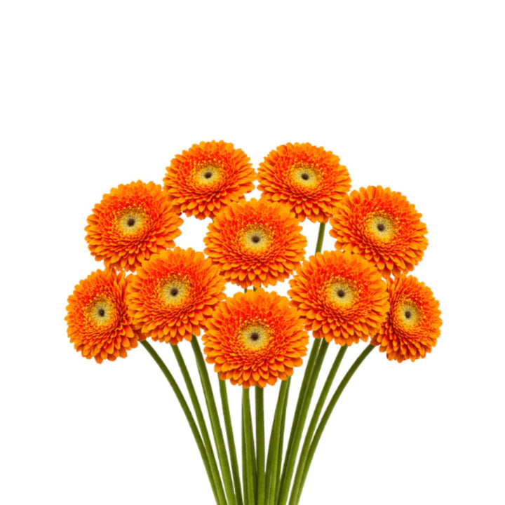 Bright pink Gerbera daisies from Flowranow, arranged in a bouquet with 10 stems, vibrant and fresh for floral decoration.