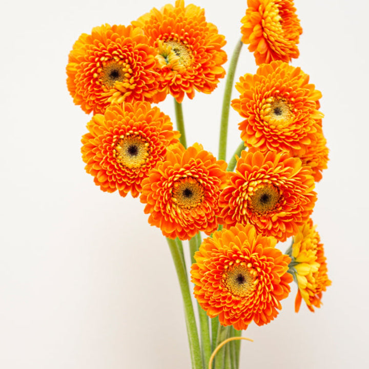 Bouquet of 10 vibrant Gerbera flowers from Flowranow, showcasing bright, colorful blooms on green stems.