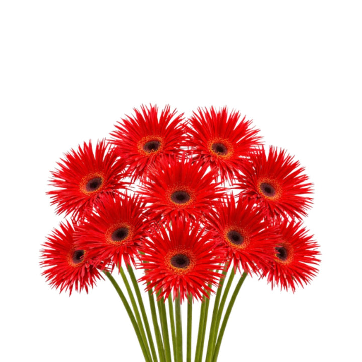 Red Gerbera daisies from Flowranow, 10-stem flower bouquet with vibrant blooms and lush green foliage.