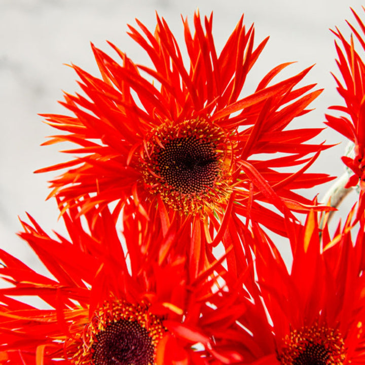 Red Gerbera daisies from Flowranow, 10-stem bouquet, showcasing vibrant blooms and lush green stems in a natural floral arrangement.