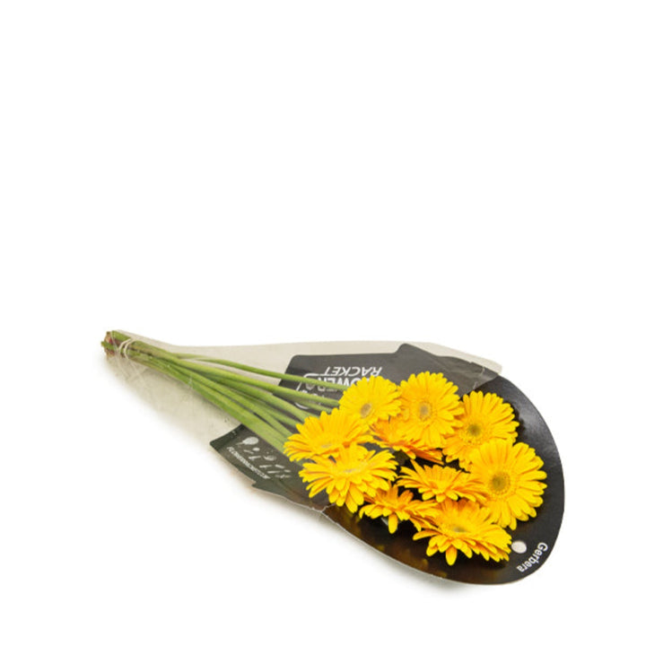 Bright Gerbera flowers from Fresh Flower Holland, 10 stems of vibrant, colorful blossoms arranged for decorative display.