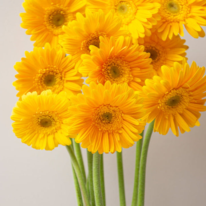 Fresh Flower Holland Gerbera flowers in Vilassar, 10 stems, vibrant colorful blossoms arranged in a bouquet.