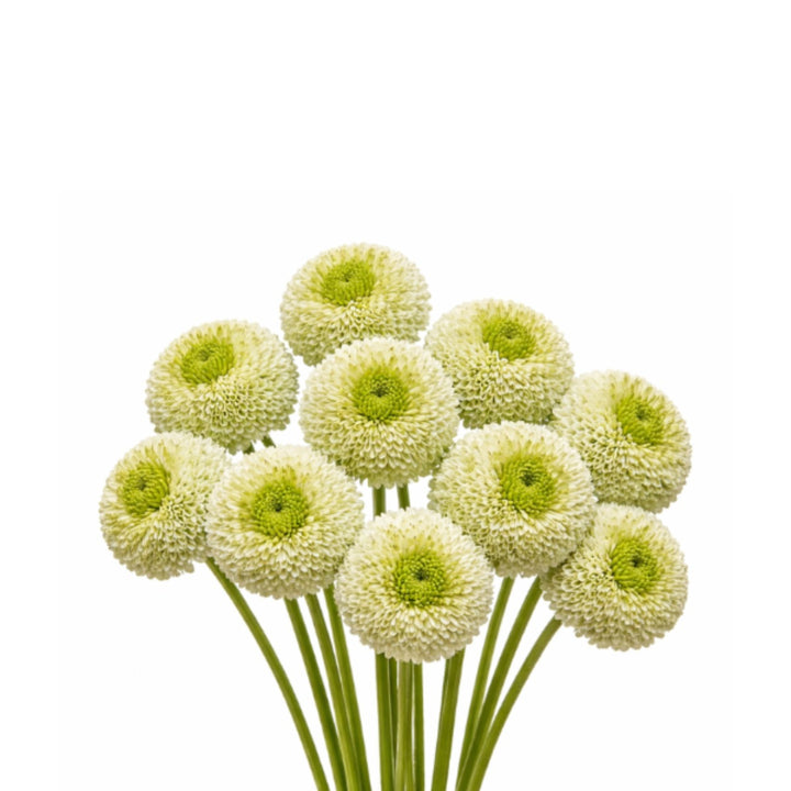 Fresh Gerbera flowers from Viriviri, 10 stems, vibrant blooms arranged in a bouquet, by Fresh Flower Holland.