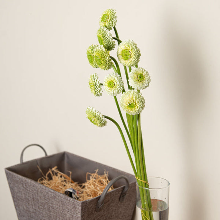 Fresh Gerbera flowers from Viriviri, 10 stems, featuring vibrant blooms arranged together, suitable for floral decor.