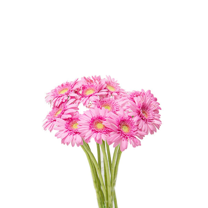 Pink mini Bergomi Gerbera flowers from Black Tulip arranged in a bouquet with green foliage, 10 stems in the image.