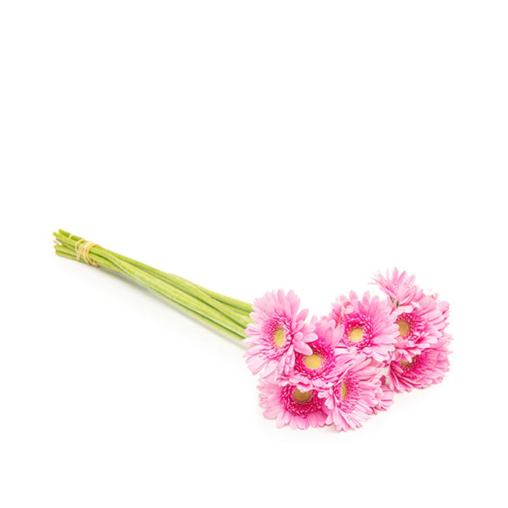 Pink mini Bergomi Gerbera flowers from Black Tulip, showing 10 vibrant stems with lush green foliage.