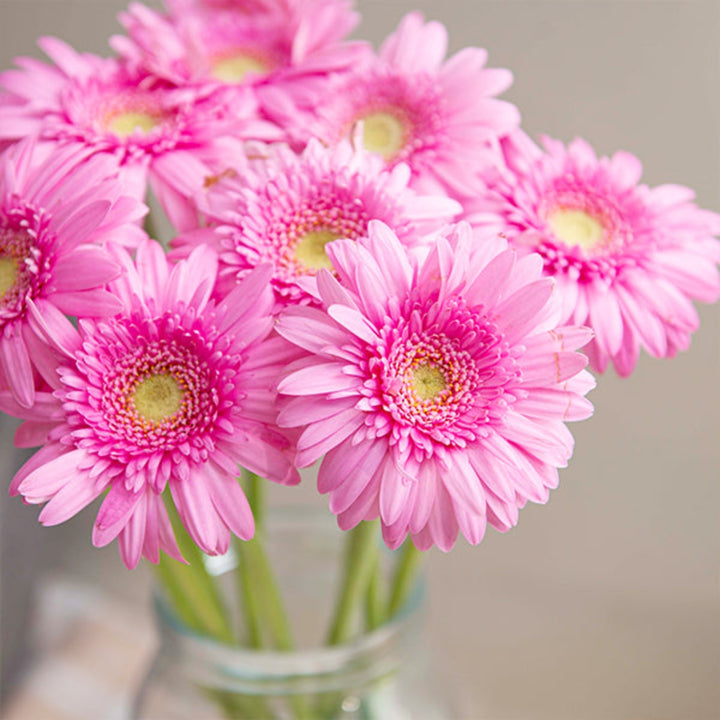 Pink mini Bergomi gerbera flowers from Black Tulip, arranged in a bouquet with 10 stems, vibrant and fresh floral display.