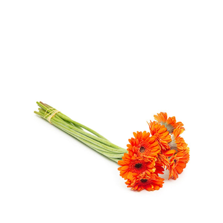 Fresh Flower Holland mini polster orange gerbera daisies in a bouquet, with 10 vibrant flower stems on a white background.