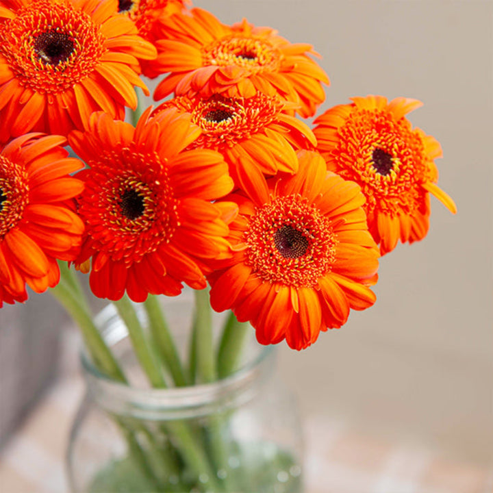 Bright orange mini polster gerbera flowers from Fresh Flower Holland, arranged in a bouquet with 10 stems.