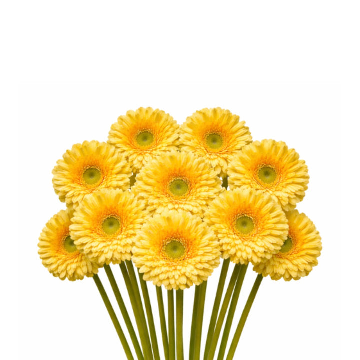 Bright pink and orange Gerbera daisies from Flowranow, arranged in a bouquet with 10 stems, vibrant and fresh for decoration.