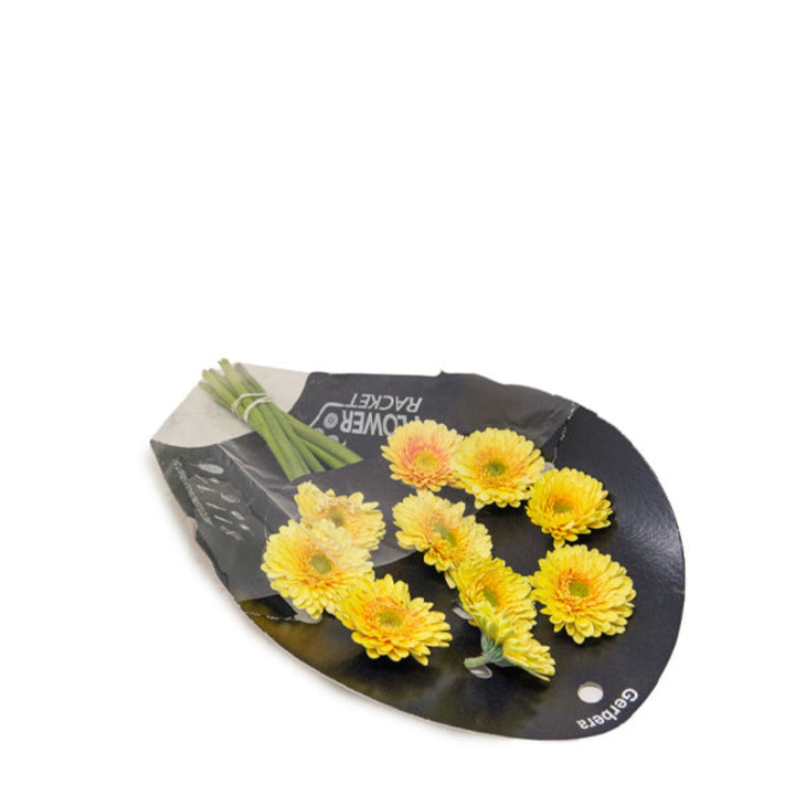 Bright Gerberas flowers from Flowranow, 10 stems of vibrant, colorful blooms for floral arrangements or decorations.