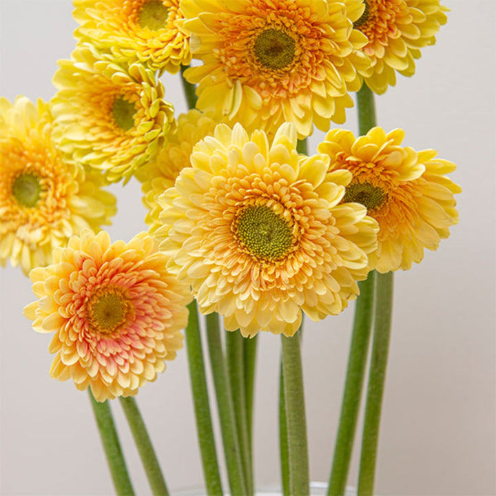 Bright Gerberas flower bouquet with 10 stems from Flowranow, showcasing vibrant, colorful blooms in a natural floral arrangement.