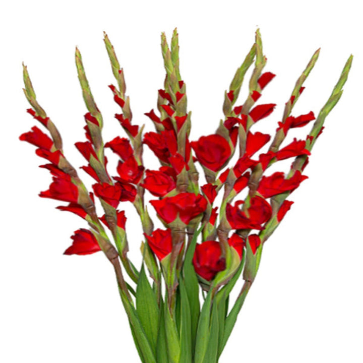 Red Balance Gladiolus flowers from Fresh Flower Holland, XXL bundle of 10 vibrant red stems with tall, elegant blooms.