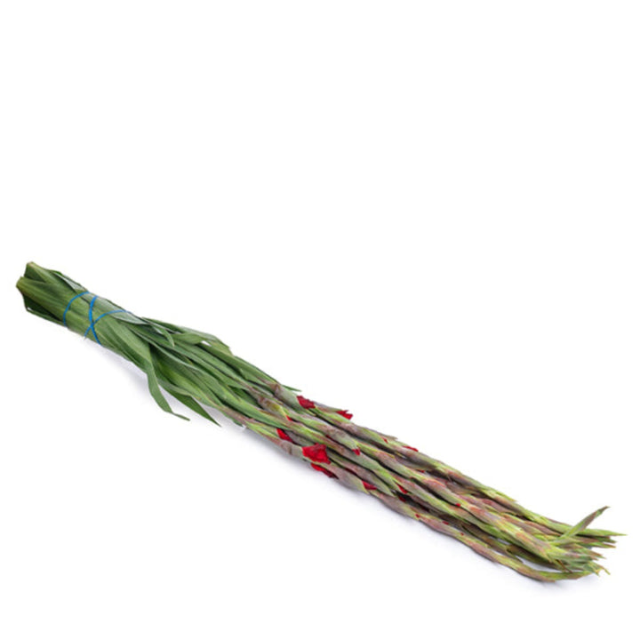 Red Balance Gladiolus flowers from Fresh Flower Holland, 10 stems of vibrant red blooms arranged in a natural bouquet.