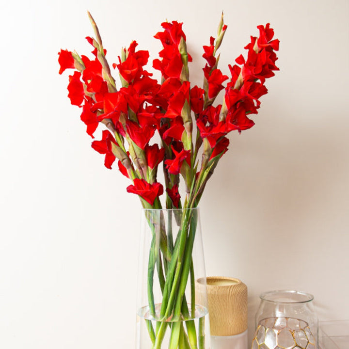 Red Gladiolus flowers from Fresh Flower Holland, XXL 10 stems, vibrant red blooms with tall green stems and leafy foliage.