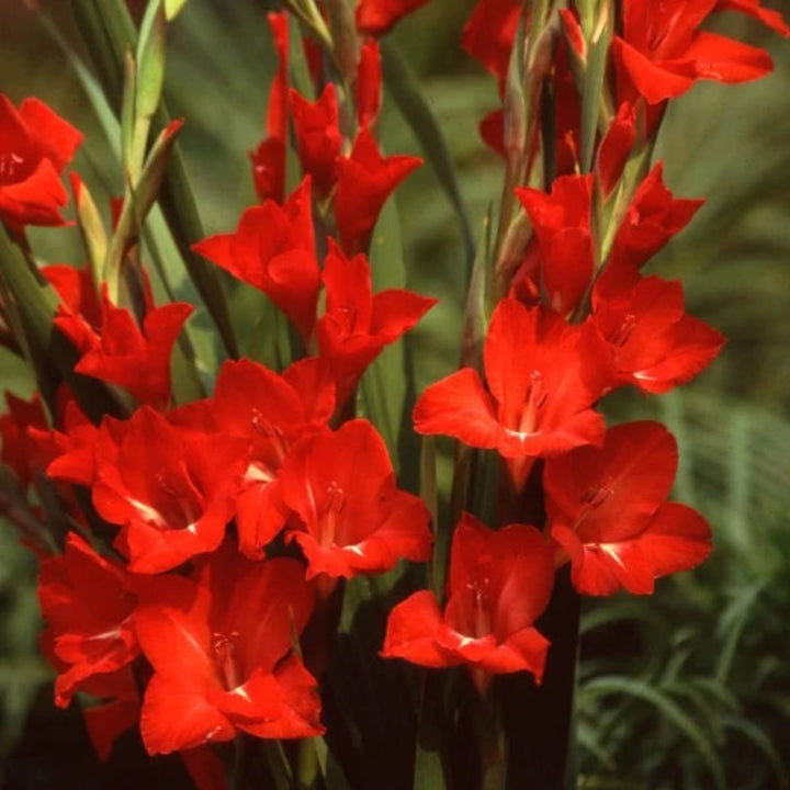 Red Gladiolus flowers from Fresh Flower Holland in XXL bouquet of 10 stems, showcasing tall, vibrant red blooms.