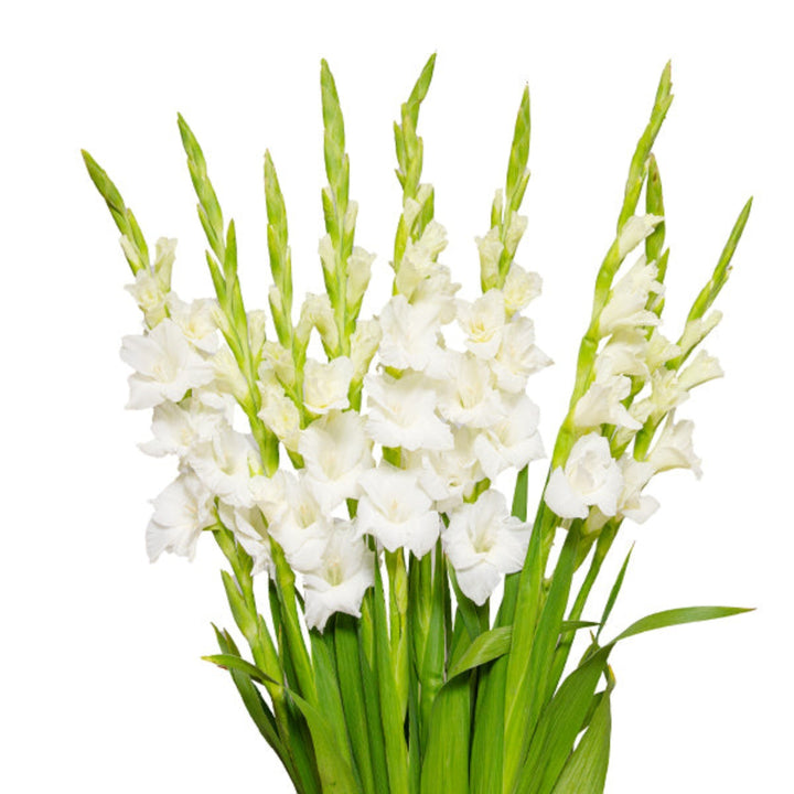 White Serena Gladiolus flowers from Fresh Flower Holland, 10 stems of tall, elegant white gladiolus blooms.