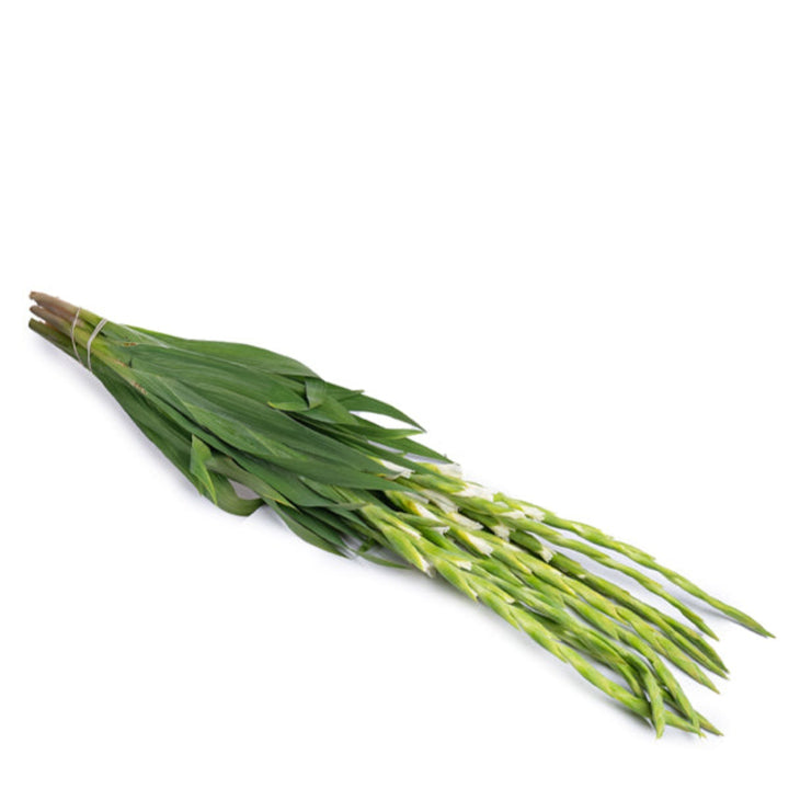 White Serena gladiolus flowers from Fresh Flower Holland, XXL bouquet of 10 white gladiolus stems, vibrant and elegant floral arrangement.