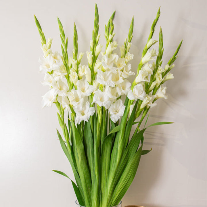 White Gladiolus Serena flowers from Fresh Flower Holland, XXL bouquet with 10 tall, elegant white flower stems.