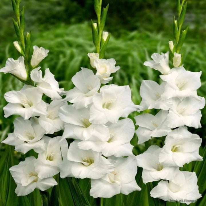 White Gladiolus Serena flower stems from Fresh Flower Holland, showcasing tall, elegant white blooms in a bouquet of 10 stems.
