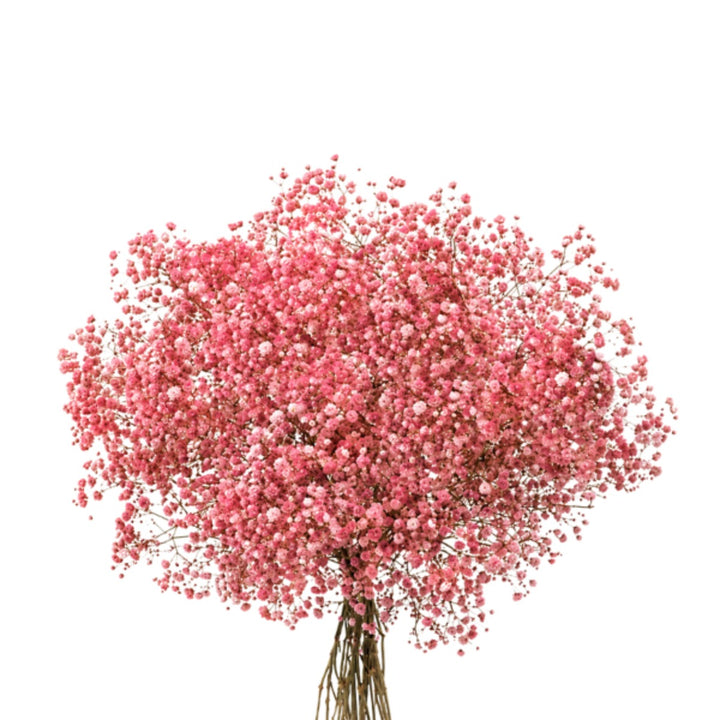 Red-pink tinted Baby's-breath gypsophila flowers on 10 stems, natural floral arrangement from Bella Rose.