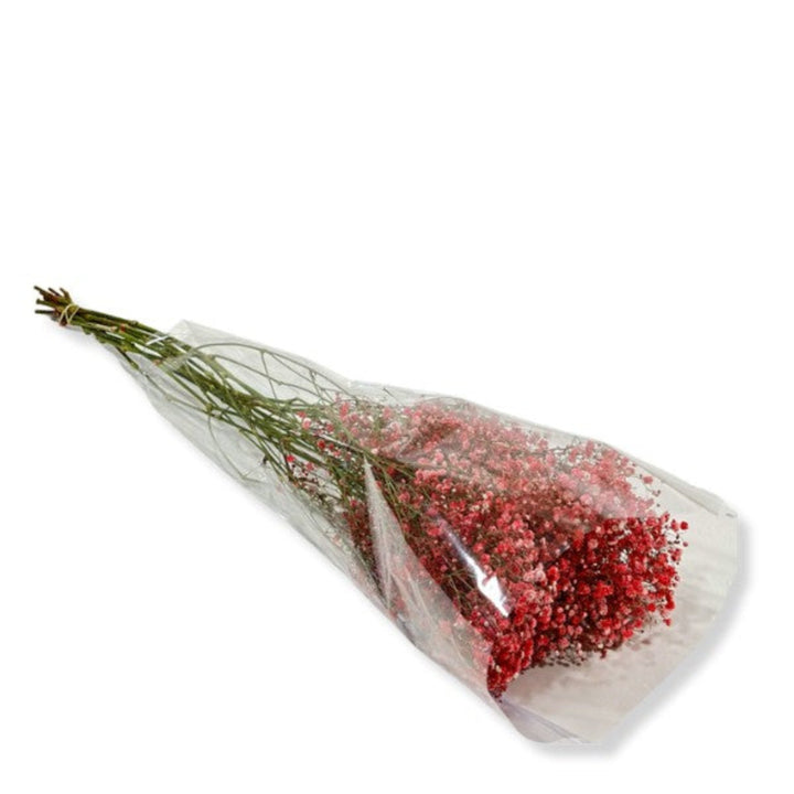 Red-pink tinted Baby's-breath (Gypsophila) flower stems by Bella Rose, showing delicate blooms and soft foliage.