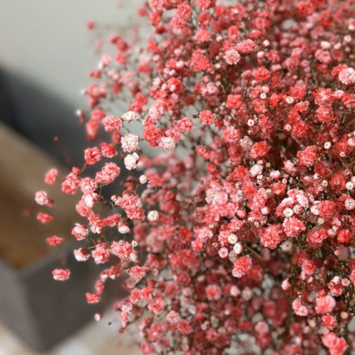 Red-pink tinted Baby's-breath flowers from Bella Rose, 10 stems of delicate gypsophila with small, airy blooms.
