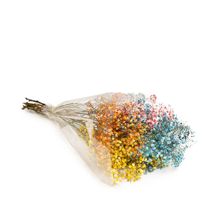 Bright rainbow Gypsophila flowers from SQ Flora Kenya with 10 stems, showcasing delicate white blossoms and colorful accents.