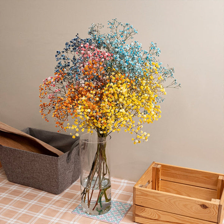 Bright rainbow Gypsophila flowers from SQ Flora Kenya, showing delicate white blooms on multiple stems.
