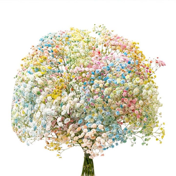 Pastel rainbow Gypsophila flowers on 10 stems by Bella Rose, showcasing delicate, colorful blooms perfect for floral arrangements.