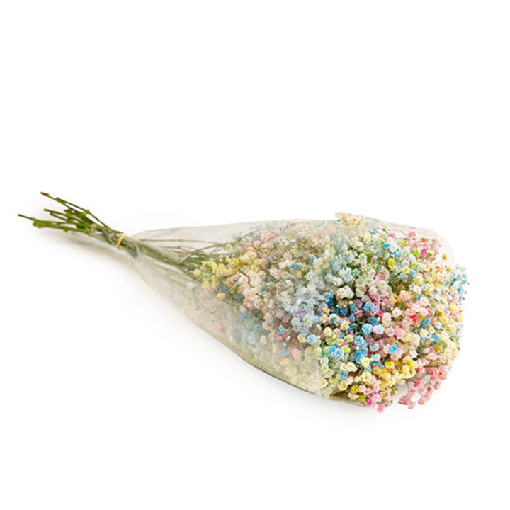 Pastel rainbow Gypsophila flower stems from Bella Rose, featuring delicate white blooms with colorful pastel accents.