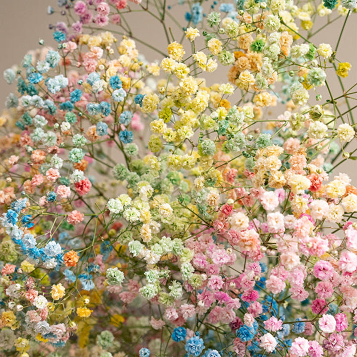 Pastel rainbow gypsophila flower stems in a bouquet, arranged with soft-colored blooms from Bella Rose.
