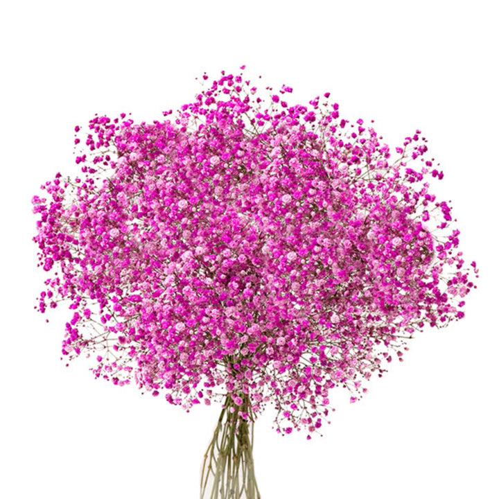 Pink tinted Gypsophila flowers from Bella Rose, showing 10 delicate stems with vibrant hot pink blooms.