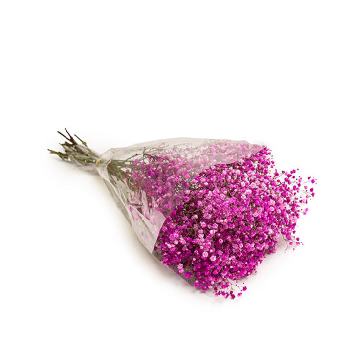 Bouquet of 10 tinted hot pink Gypsophila flowers from Bella Rose, showcasing delicate blooms and vibrant color.