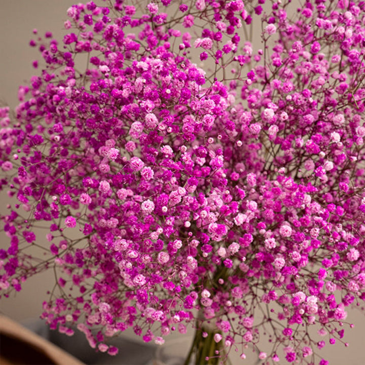 Bright pink tinted Gypsophila flower stems from Bella Rose, featuring delicate blooms arranged in 10-stem bunch.