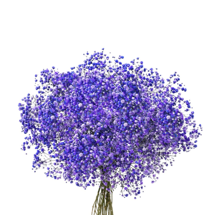 Purple-tinted Gypsophila flower stems by Bella Rose, showing delicate blooms in a natural arrangement.