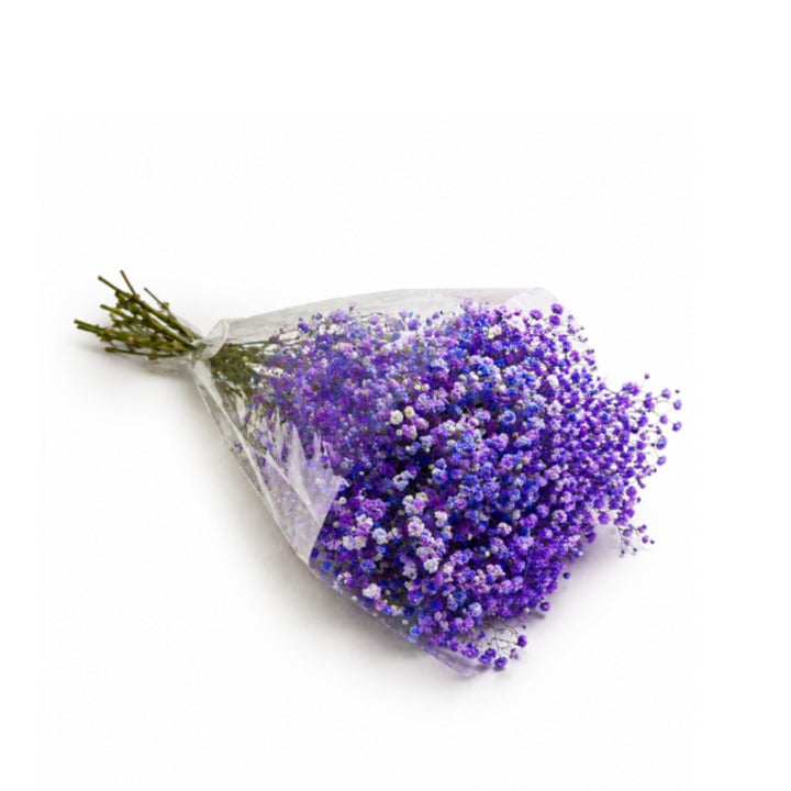 Purple-tinted Gypsophila flowers from Bella Rose, 10 stems, showcasing delicate, vibrant blooms and lush green foliage.