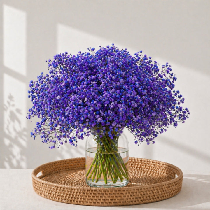 Pink-tinted gypsophila flowers on 10 stems from Bella Rose, showcasing delicate blooms in a natural arrangement.