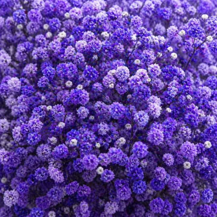 Purple tinted Gypsophila flowers with 10 stems from Bella Rose, showcasing delicate blooms in a natural floral arrangement.
